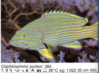 Cephalopholis polleni